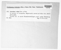 Ascochyta velata image